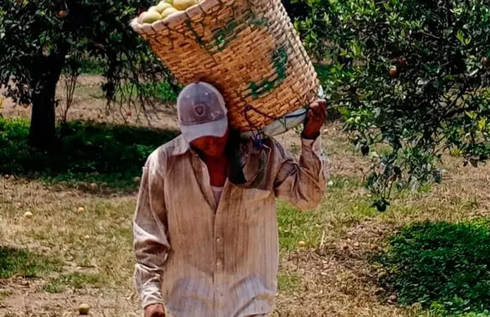 Se preparan para cosecha de cultivos