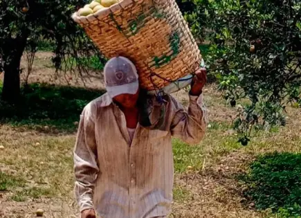 Se preparan para cosecha de cultivos