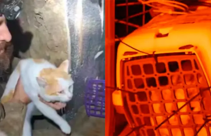 Soldados ucranianos rescatan a gato Prapor en zona de guerra