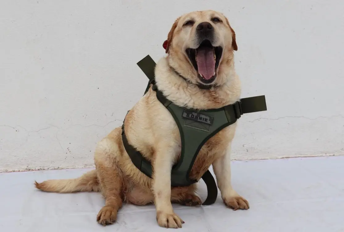 En SLP, Foro Nacional para Prevención del Maltrato Animal