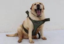 En SLP, Foro Nacional para Prevención del Maltrato Animal En SLP, Foro Nacional para Prevención del Maltrato Animal