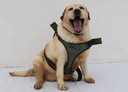 En SLP, Foro Nacional para Prevención del Maltrato Animal