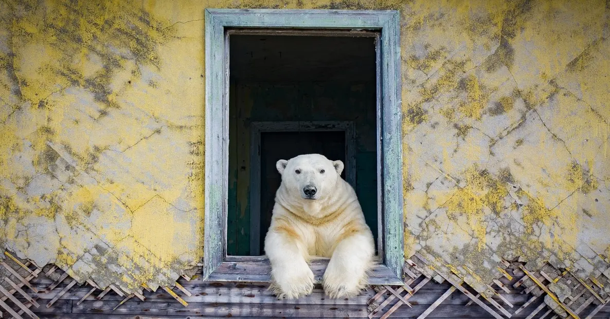 Osos polares invaden instalación soviética abandonada