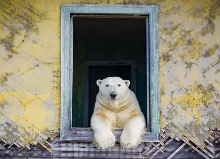 Osos polares invaden instalación soviética abandonada en isla Kolyuchin