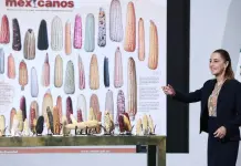 Sheinbaum contempla crear tortillerías de maíz nativo Sheinbaum contempla crear tortillerías de maíz nativo