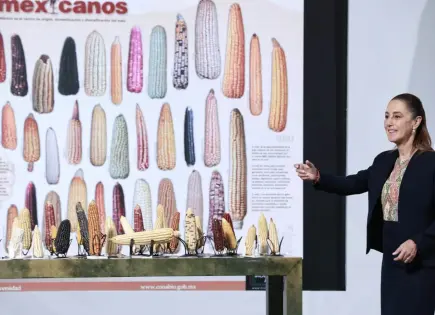 Sheinbaum contempla crear tortillerías de maíz nativo