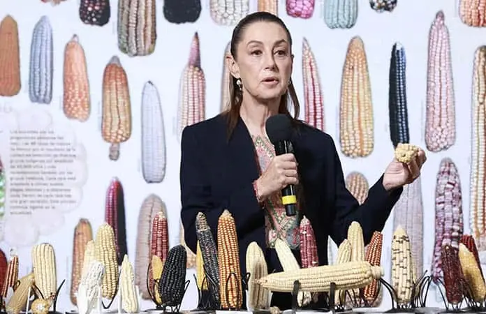 Planea CS tortillerías de maíz nativo