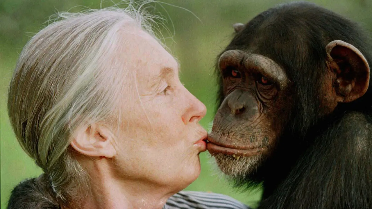 Fallece Jane Goodall, la primatóloga pionera en estudio de chimpancés