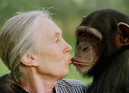 Fallece Jane Goodall, la primatóloga pionera en estudio de chimpancés