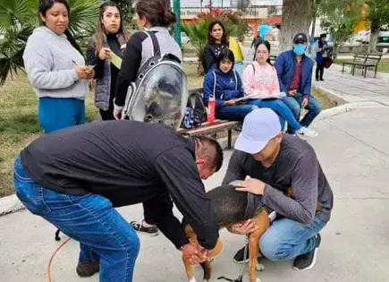 Invitan a campaña de vacunación antirrábica Invitan a campaña de vacunación antirrábica