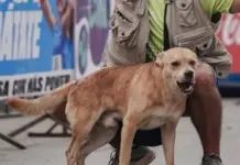 Denuncian muerte por envenenamiento de Chicles, el perro maratonista