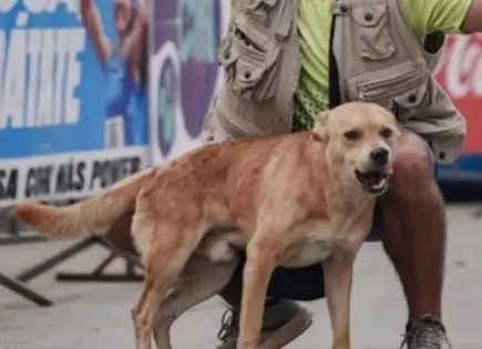 Denuncian muerte por envenenamiento de Chicles, el perro maratonista Denuncian muerte por envenenamiento de Chicles, el perro maratonista