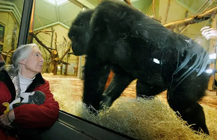 Fallece Jane Goodall, la “Lady Chimpancé”