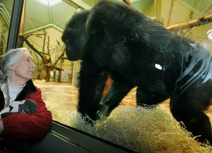 Fallece Jane Goodall, la “Lady Chimpancé”