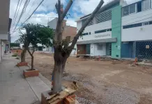 En 2025, hasta cinco sanciones por tala de árboles