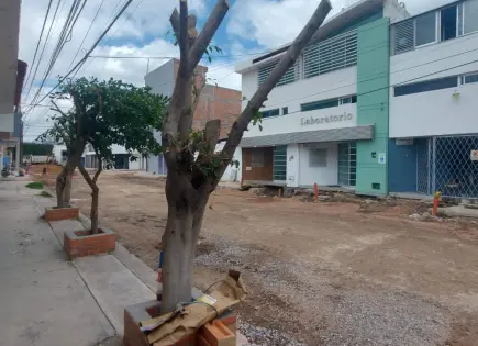 En 2025, hasta cinco sanciones por tala de árboles