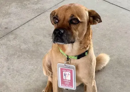 Perro se pierde por tres semanas y reaparece como inspector