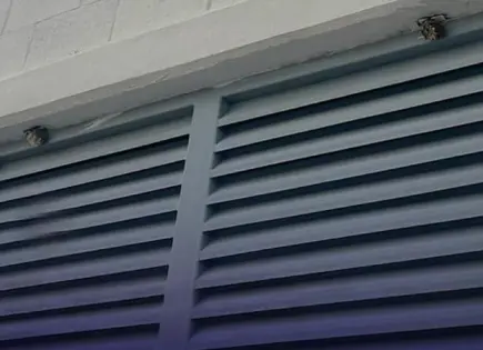 Retiran Bomberos enjambres de abejas