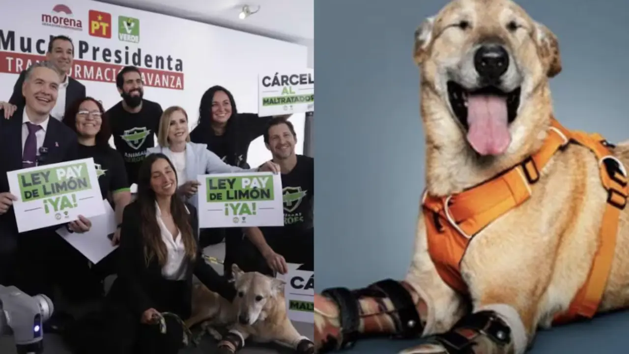 Ley pay de Limón busca penas por crueldad animal