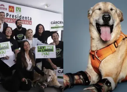 Ley pay de Limón busca penas por crueldad animal
