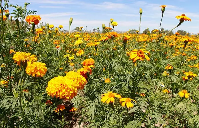 Lluvias beneficiaron crecimiento de flor de cempasúchil