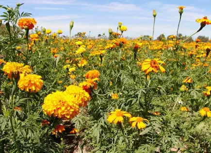 Lluvias beneficiaron crecimiento de flor de cempasúchil