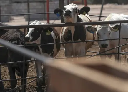 México y EE.UU. Logran Avances en control de Gusano Barrenador México y EE.UU. Logran Avances en control de Gusano Barrenador
