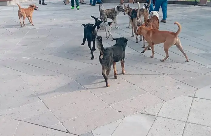 Demandan una razzia canina