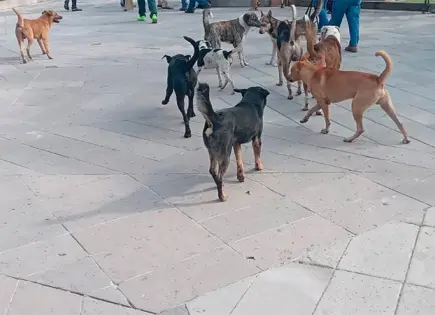 Demandan una razzia canina