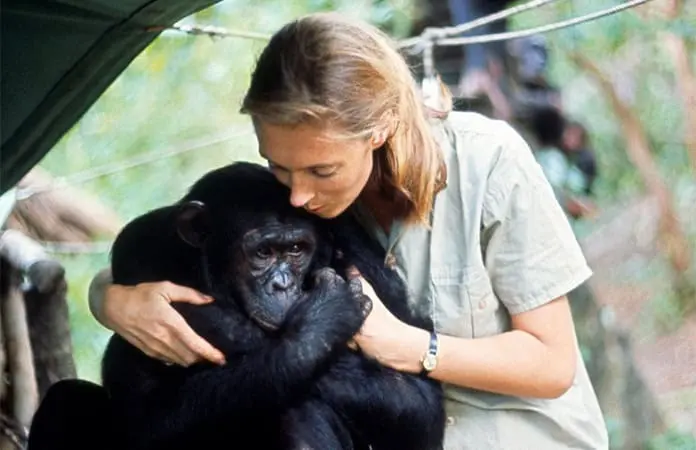 Jane Goodall La naturalista que comprendió el alma de los animales