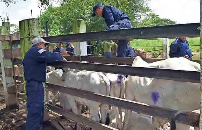 EU reconoce avances de México contra el gusano barrenador