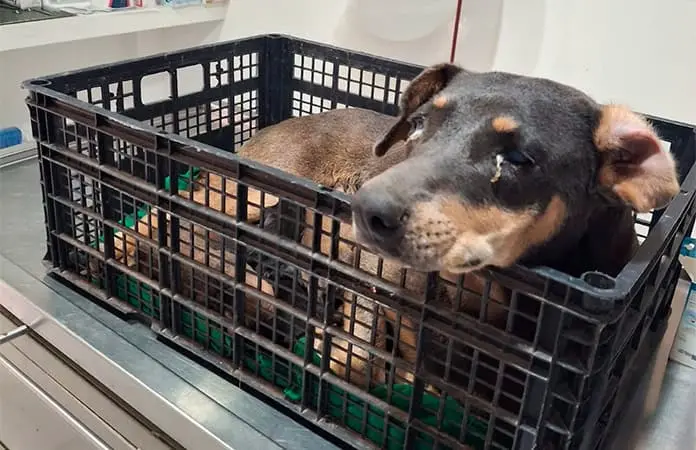 Lucran personas con las mascotas