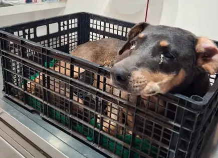 Lucran personas con las mascotas