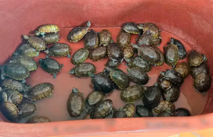 Decomisan más de 2 mil tortugas en malas condiciones en Jalisco