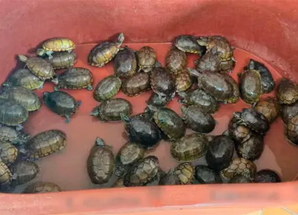 Decomisan más de 2 mil tortugas en malas condiciones en Jalisco
