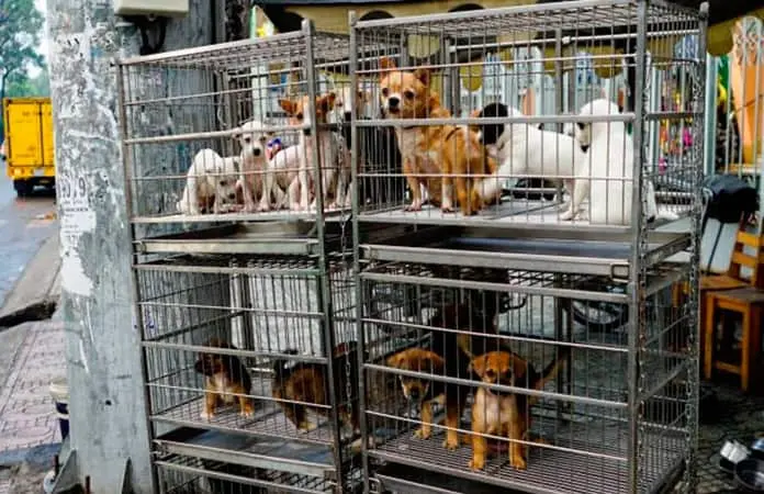 Kenia López Rabadán propone eliminar IVA en alimentos y medicinas para mascotas