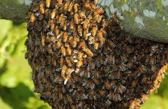 Enjambre de abejas ataca a una familia