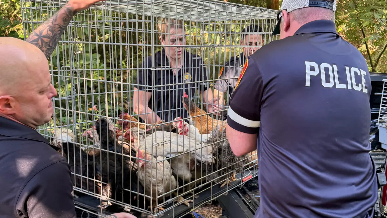 Rescatan decenas de animales enfermos de casa donde anciana estaba atrapada entre escombros