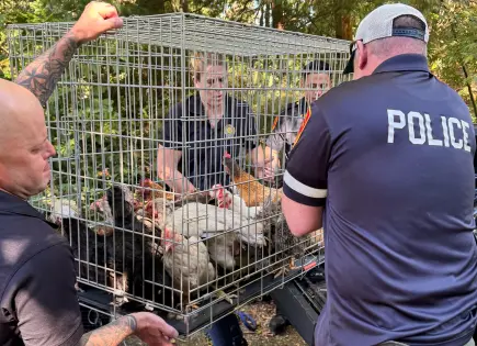 Rescatan decenas de animales enfermos de casa donde anciana estaba atrapada entre escombros