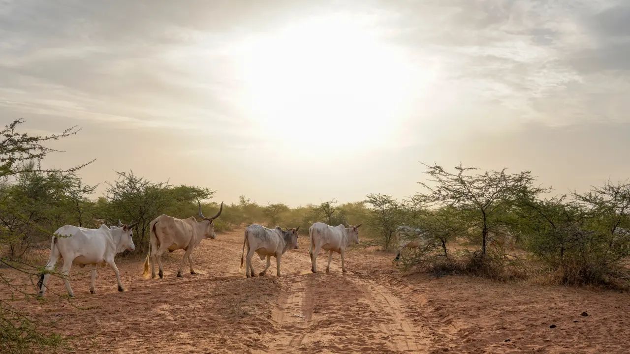 17 decesos por brote de fiebre del Valle del Rift en Senegal