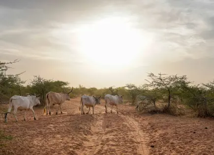 17 decesos por brote de fiebre del Valle del Rift en Senegal