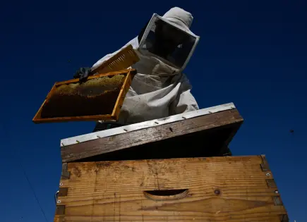 Nikos Chatzilias: El Apicultor Urbano que Revoluciona Atenas