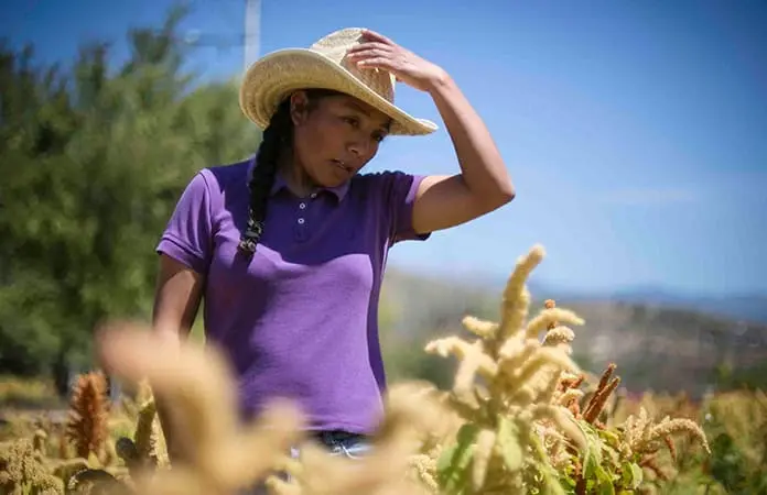 Trabajadoras agrícolas, sin seguridad