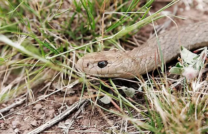 Se incrementan un 89% mordeduras de víboras