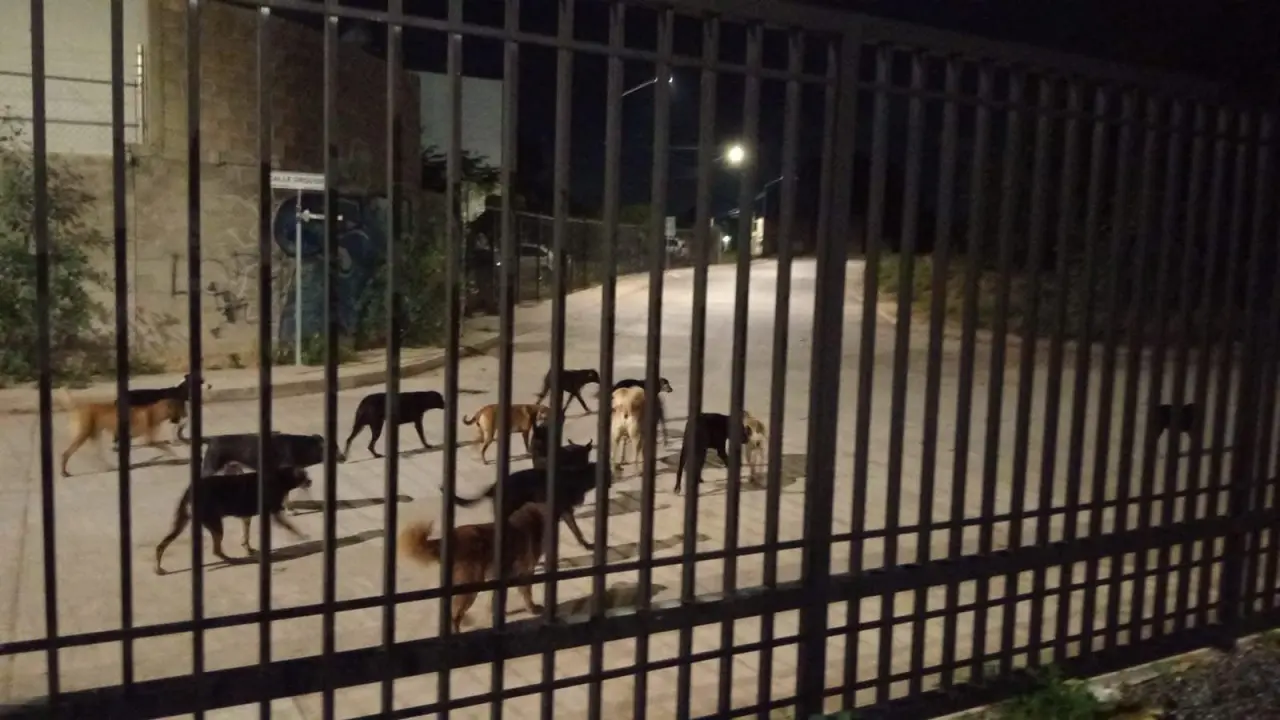 Estiman 400 mil perros y gatos en calles de la capital