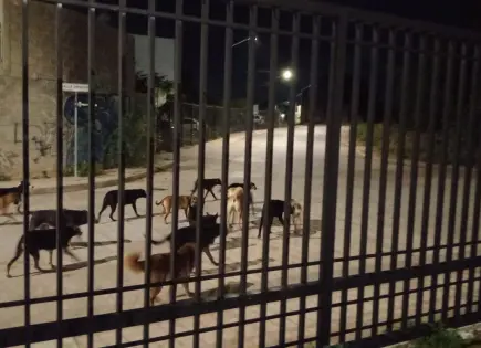 Estiman 400 mil perros y gatos en calles de la capital Estiman 400 mil perros y gatos en calles de la capital