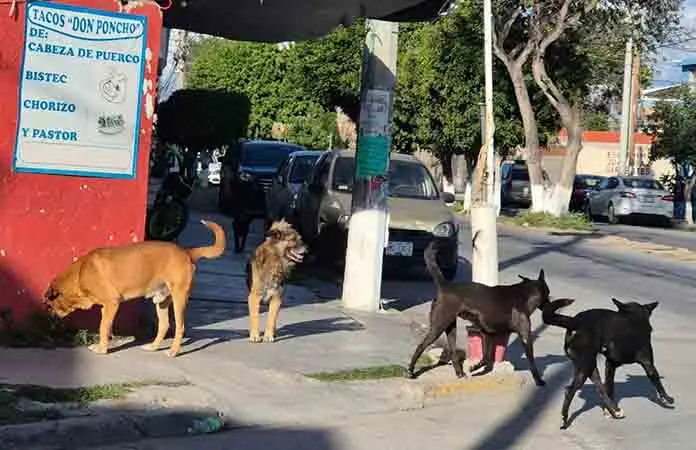 Jaurías alarman a soledenses