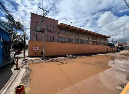 Obras públicas deberán reponer tres árboles por cada uno retirado