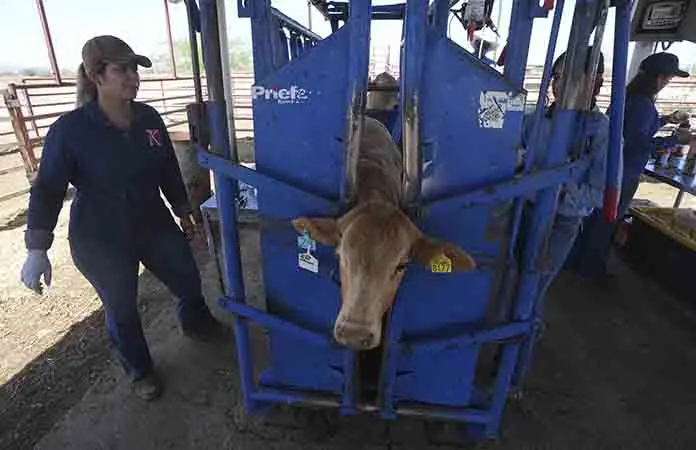 Reconoce EU lucha vs gusano barrenador