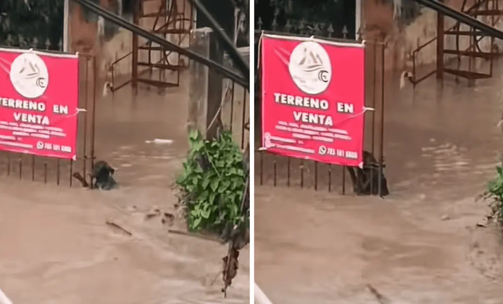 Perrito se aferra a portón en Poza Rica durante inundación